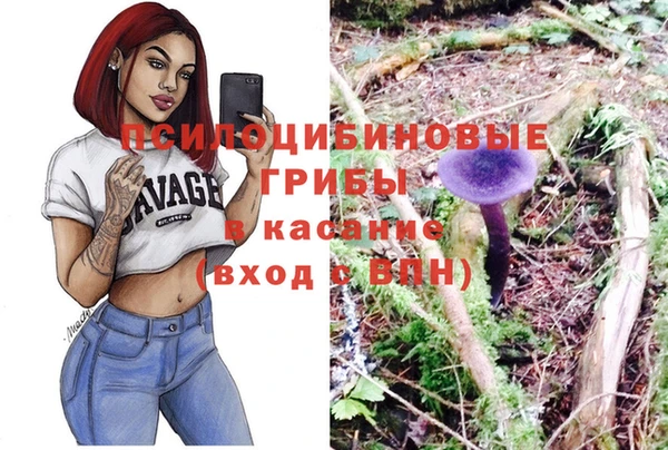прущие грибы Новозыбков